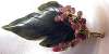 Swoboda Jade & Rhodochrosite Leaf Pin/Pendant
