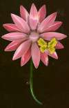 Robert Pink Daisy Flower Pin w/ Butterfly