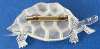 Vintage Etched Plastic or Lucite Turtle Brooch ~ French (Dépose mark/Trombone Clasp)